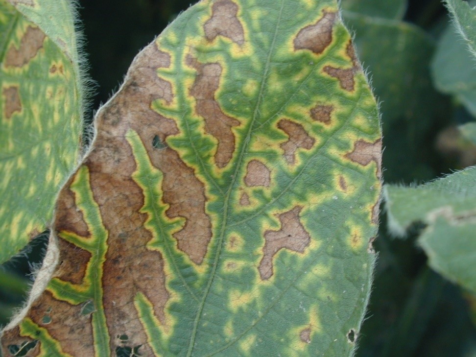 SDS Foliar.jpg SDS Foliar.jpg